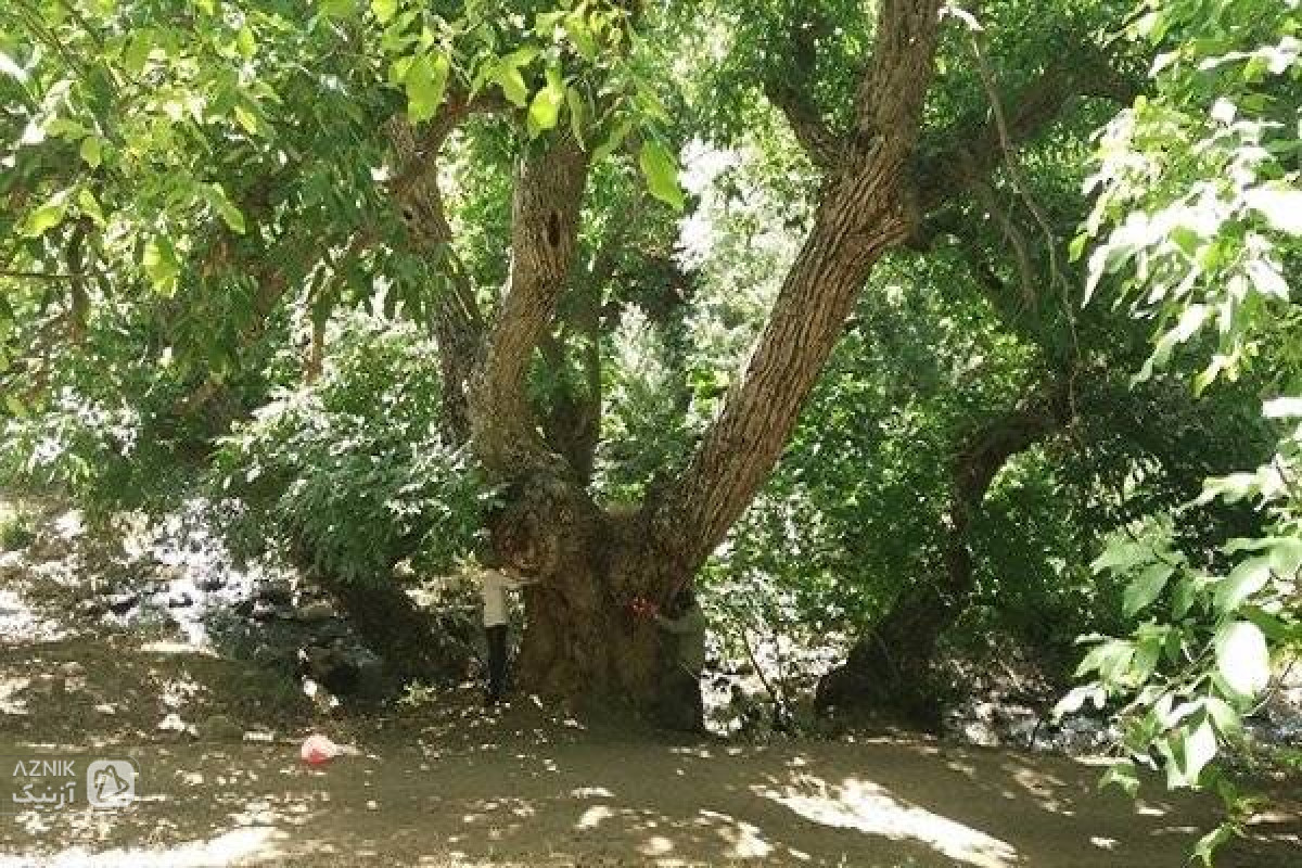 کهن‌ترین درخت گردوی ایران در لرستان ثبت ملی شد